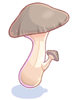 Edible Mushroom big