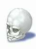 Skull big