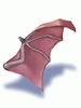 Wing of Red Bat big